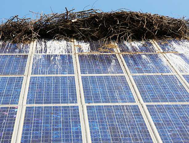 SunBrush® mobil - bird droppings on pv system, bird droppings solar module, solar system bird droppings